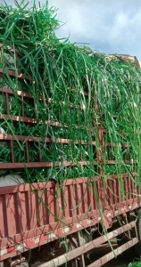 现金回收绿色聚酯打包带毛料，塑钢打包带压块