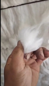 出售化纤粘胶棉，天丝粘胶棉，纺纱絮棉原料，可纺6-32支纱