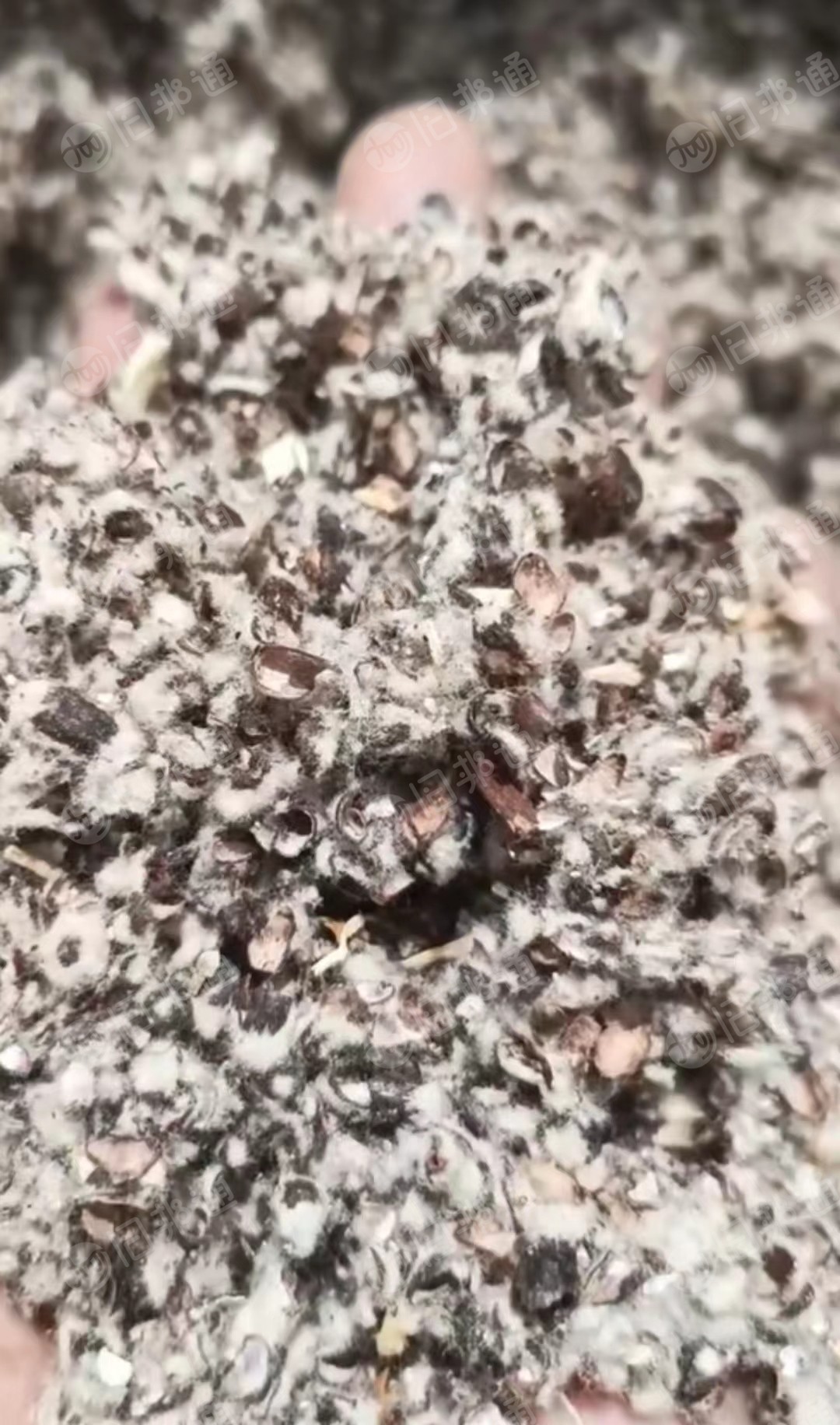 长期大量供应棉壳,棉籽,棉饼