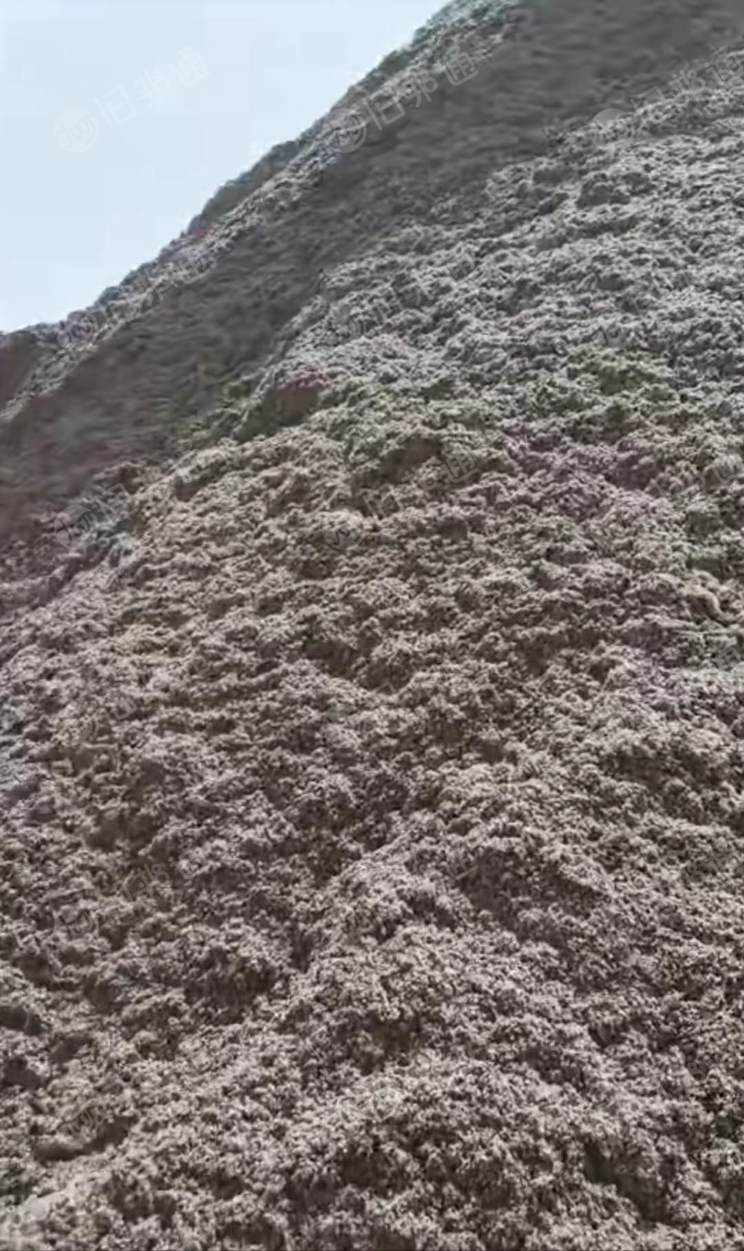 长期大量供应棉壳,棉籽,棉饼