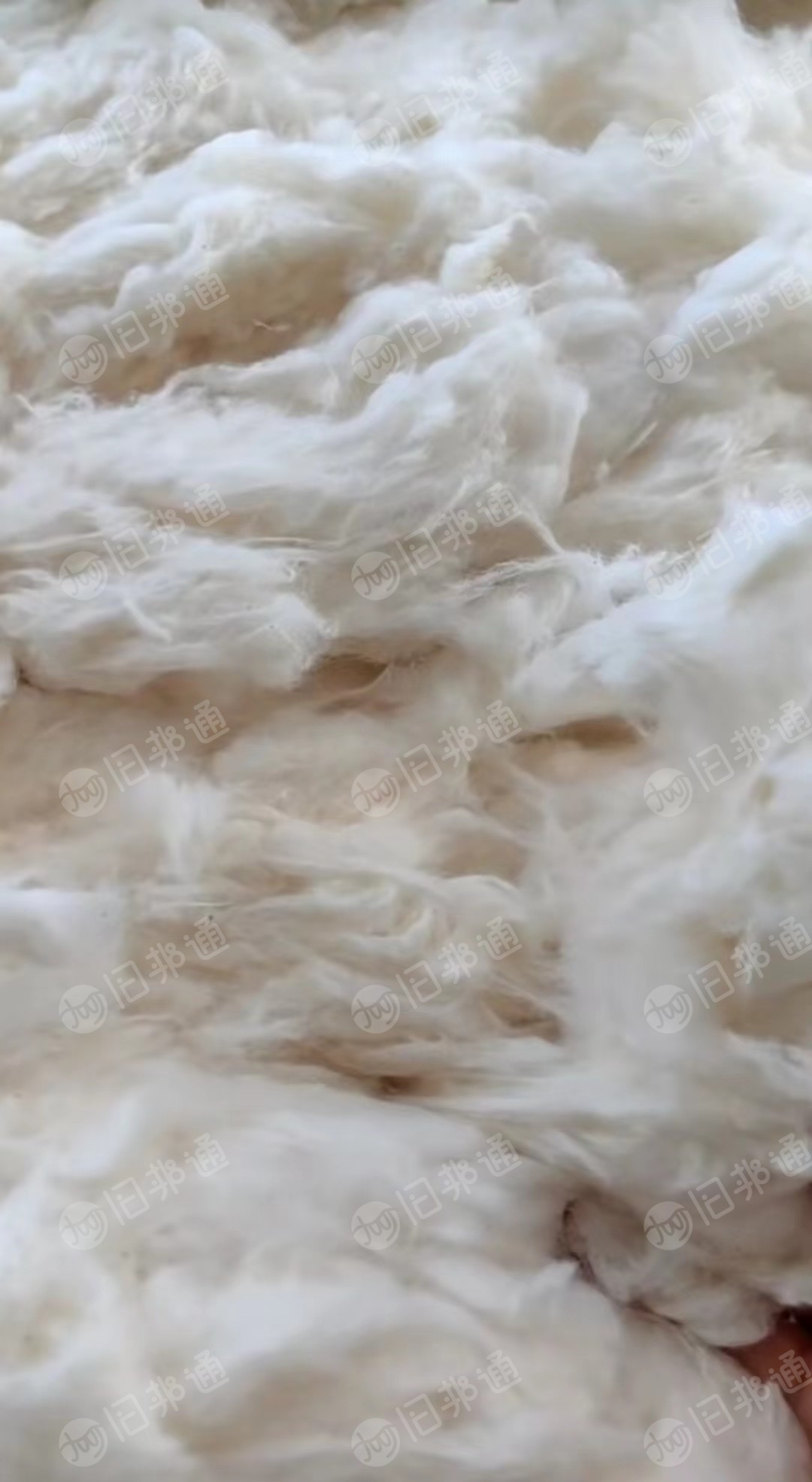 出售长绒精落长度25高配棉强力大
