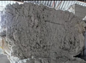 出售纯棉鱼籽棉，现货60吨