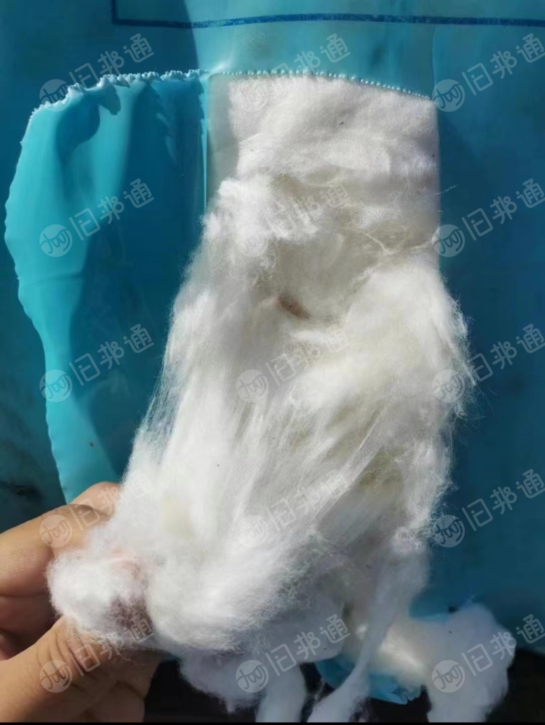 长期出售新疆棉车肚,进口棉车肚,量大从优!