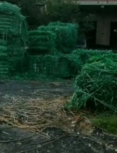 大量收购PET打包带毛料