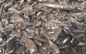 常年收购8个水以上各种铁豆,粒子钢