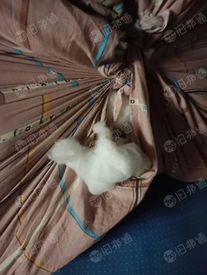 长期供应枕头棉,棉花,需要的联系