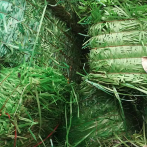 长期大量收购PET打包带毛料，塑钢带毛料