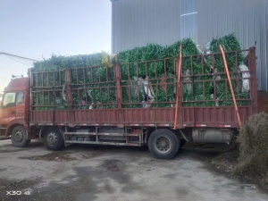 长期大量回收绿色聚酯打包带毛料，本厂主要做干粉