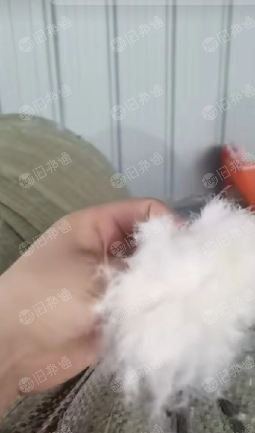 出售精品被子绒,灰白绒,拆绒