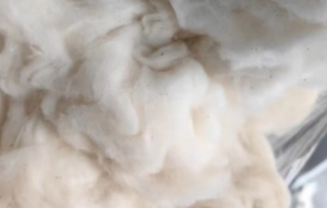 长期供应精梳棉,长度24.25可做16至32支