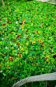 大量出售优质五色上机瓶盖料，也有分色瓶盖破碎料