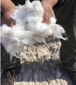 长期大量收购废棉，精梳棉，车肚，回丝！