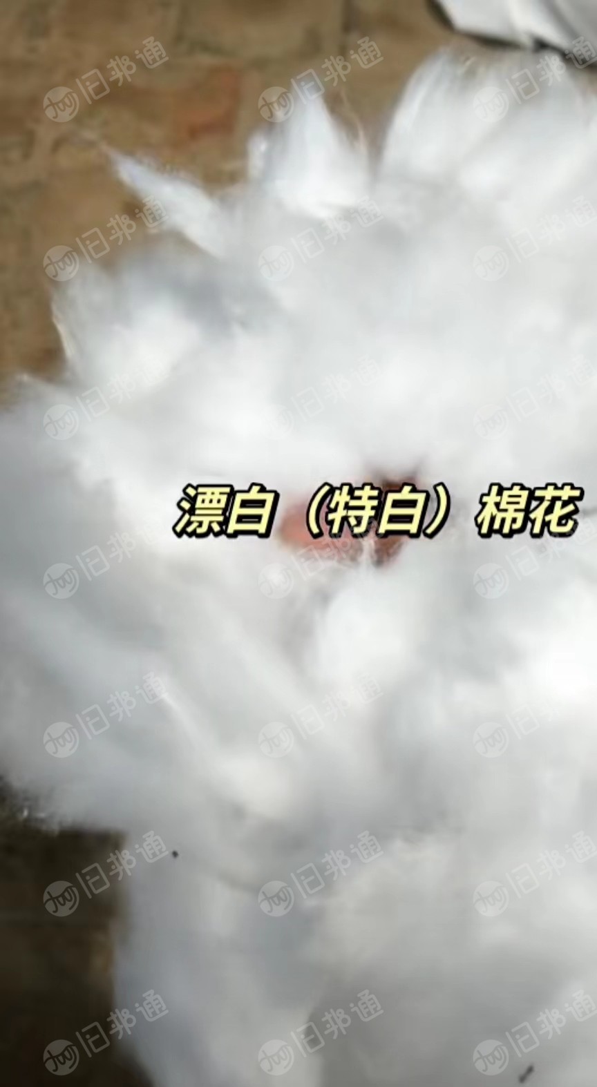 出售各种漂白颜色棉花,漂白开花棉,漂白棉花