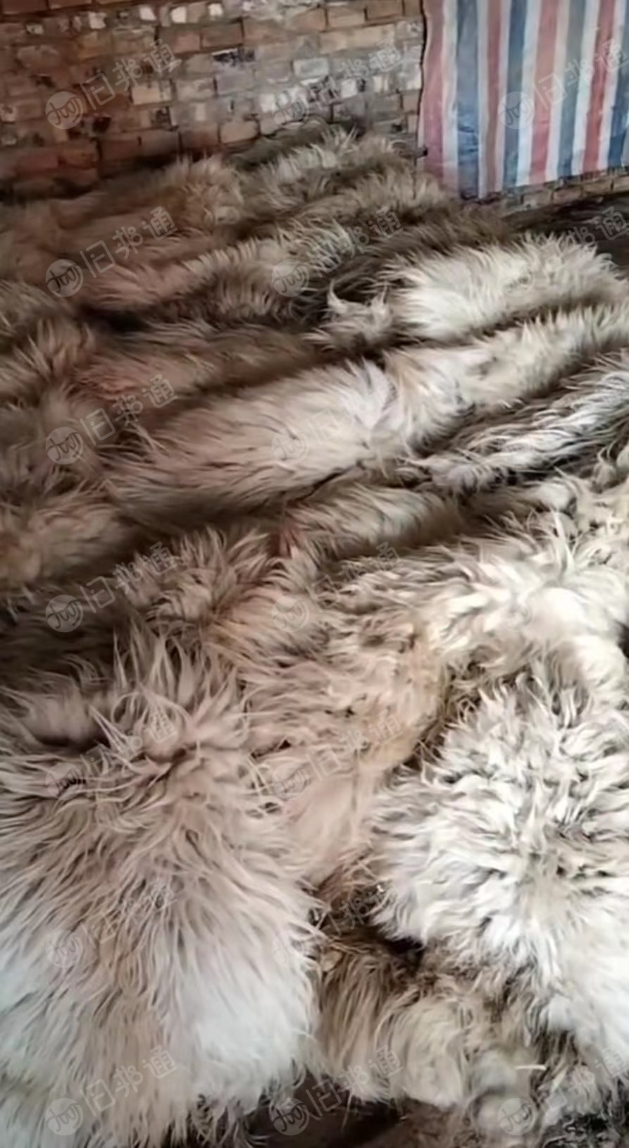 出售羊身上剪下的绵羊毛，粗毛，细毛都有，未加工的羊毛，生羊毛