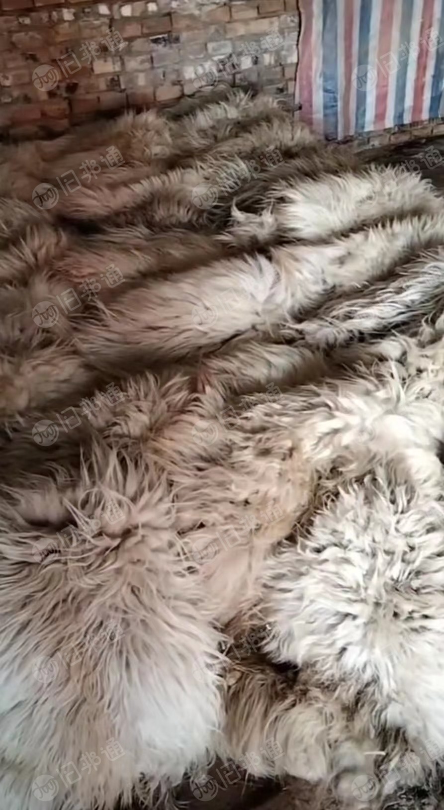 出售羊身上剪下的绵羊毛,粗毛,细毛都有,未加工的羊毛,生羊毛