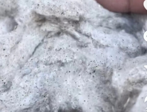 长期大量出售皮棉，提净棉，破籽棉，开花棉，车肚棉