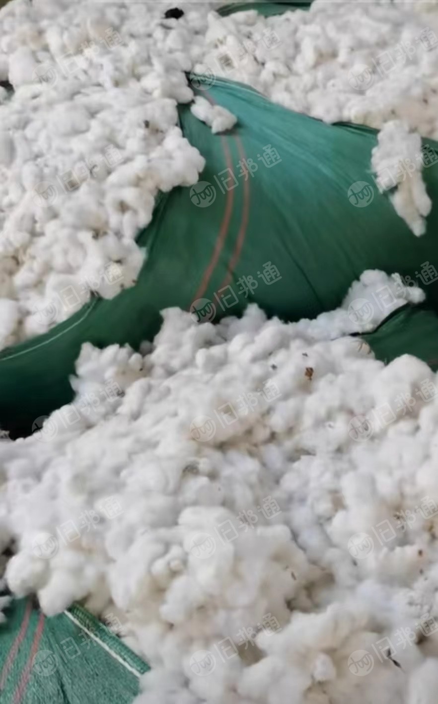 长期大量出售籽棉，优质籽棉，破籽棉