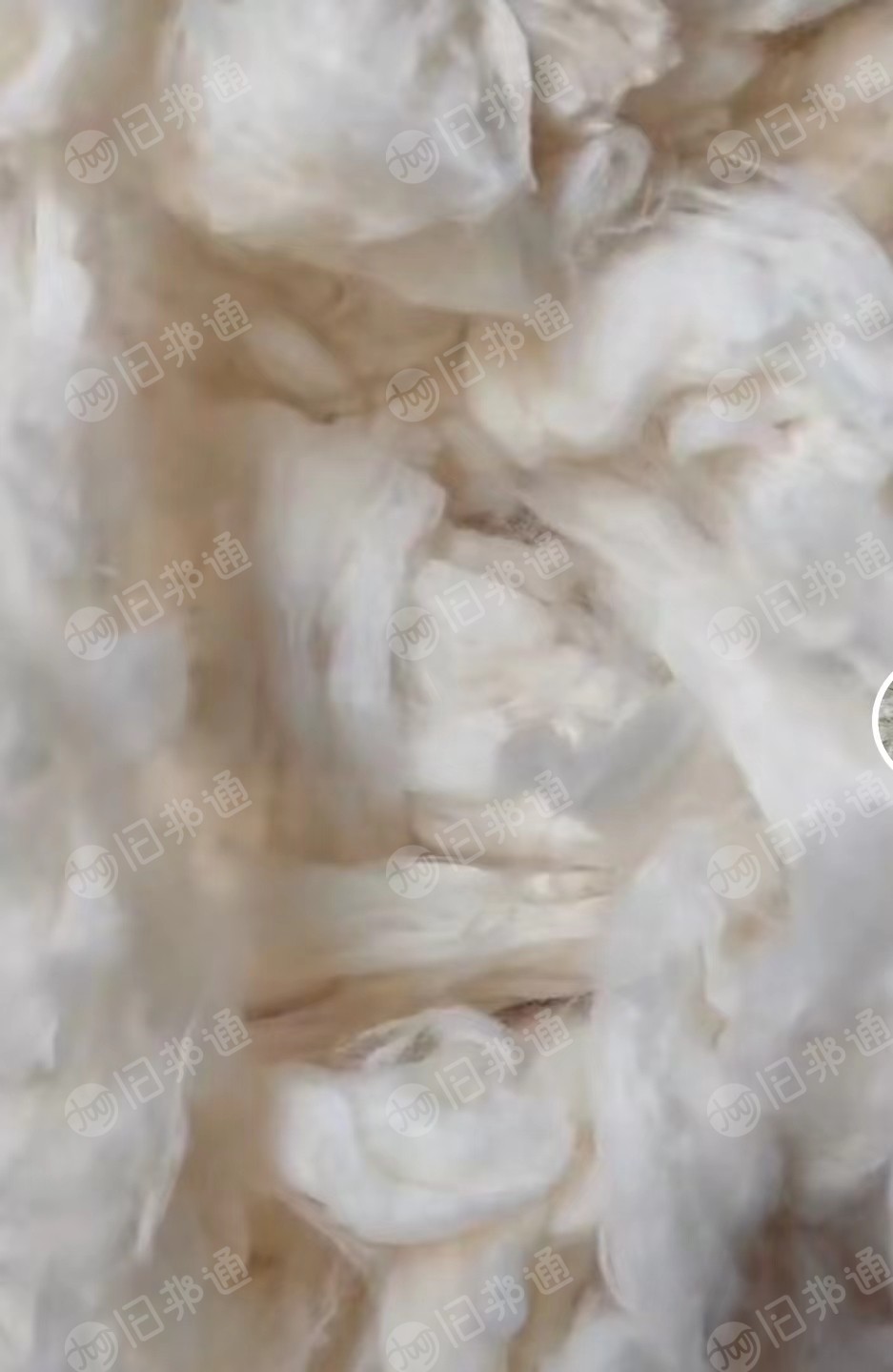 出售优质风箱花,长绒精落长度25,三丝棉,粗纱头等