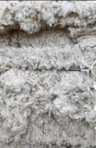 出售破籽，不孕籽、破籽棉