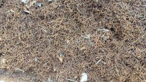 出售工地废铁钉，工地模板上的铁钉，机器削离，非火烧