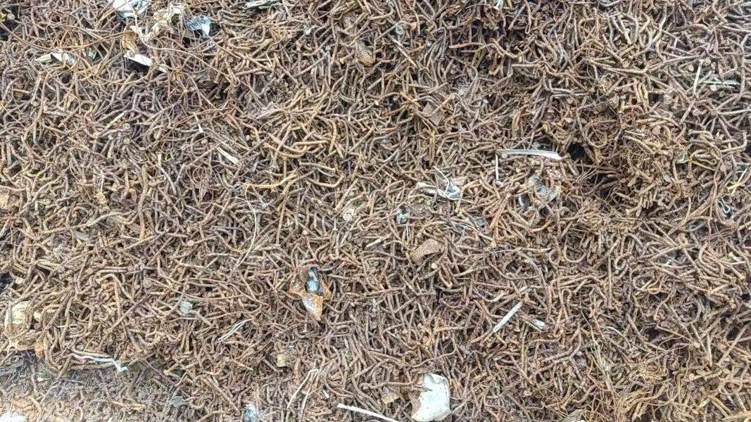 出售工地废铁钉,工地模板上的铁钉,机器削离,非火烧