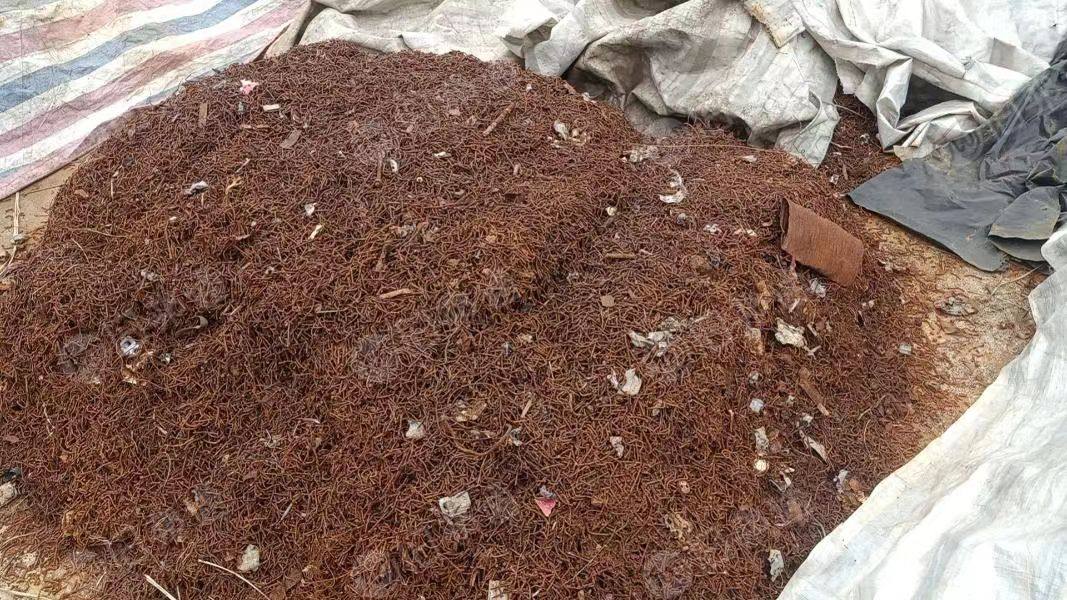 出售工地废铁钉,工地模板上的铁钉,机器削离,非火烧