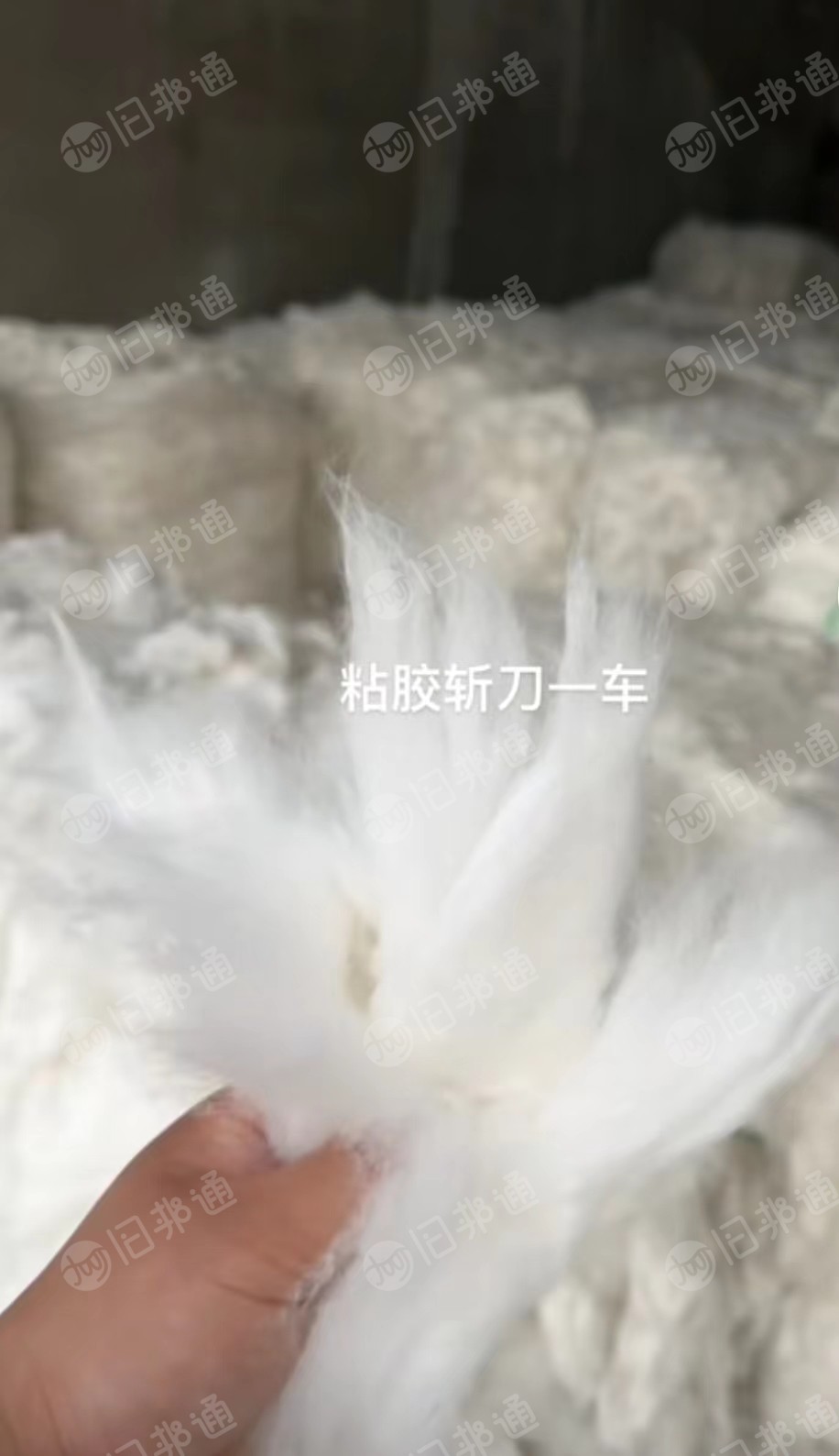 出售新疆纯棉车肚，风箱棉，车肚花。现货够车