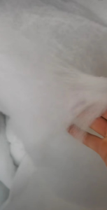 大量出售丝棉开花料，枕头棉填充料！