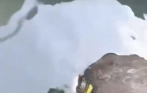 长期出售铝塑油