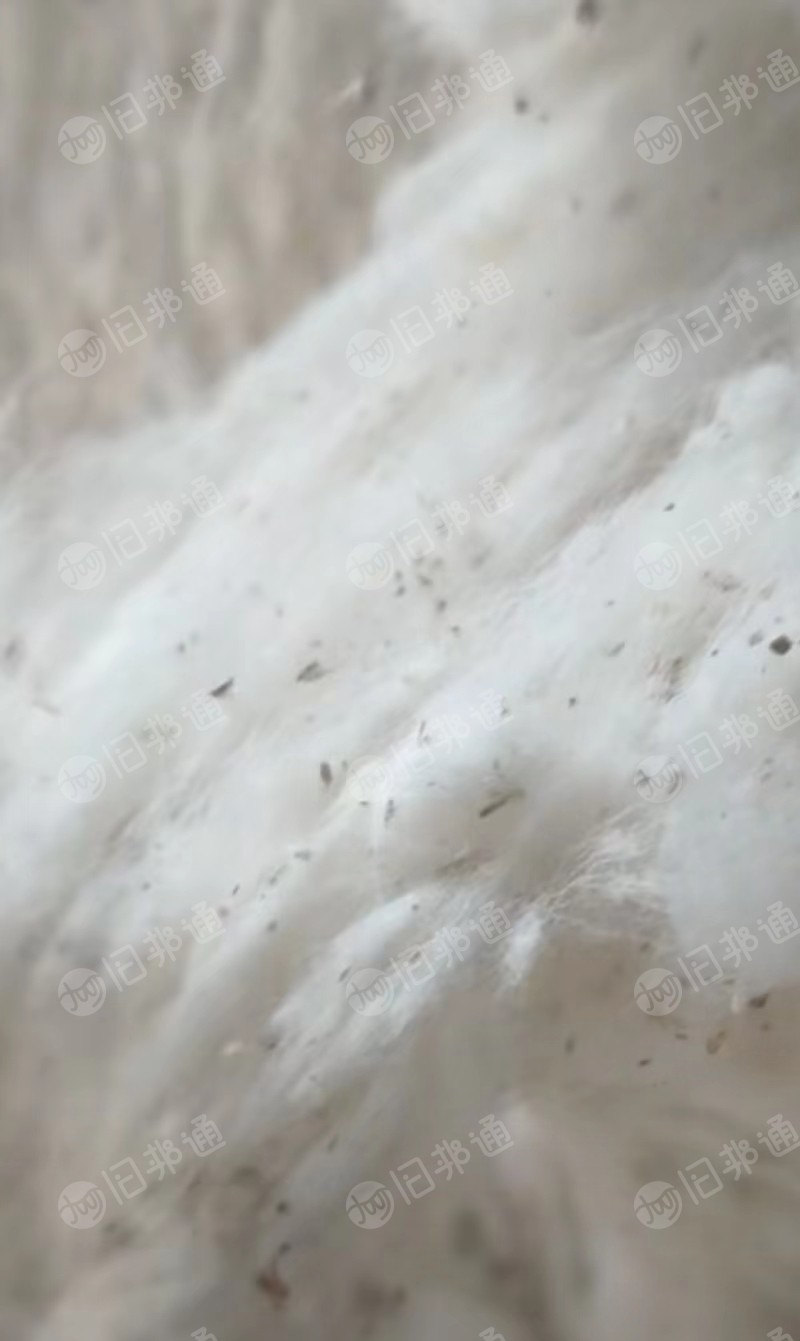 长期大量出售纯棉车肚,破籽