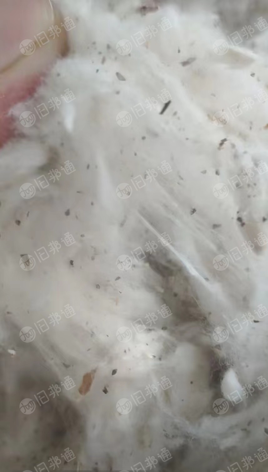长期大量出售纯棉车肚,破籽