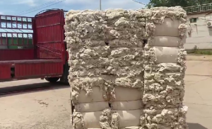 出售纯棉车肚，气流纺21支的，现货够车