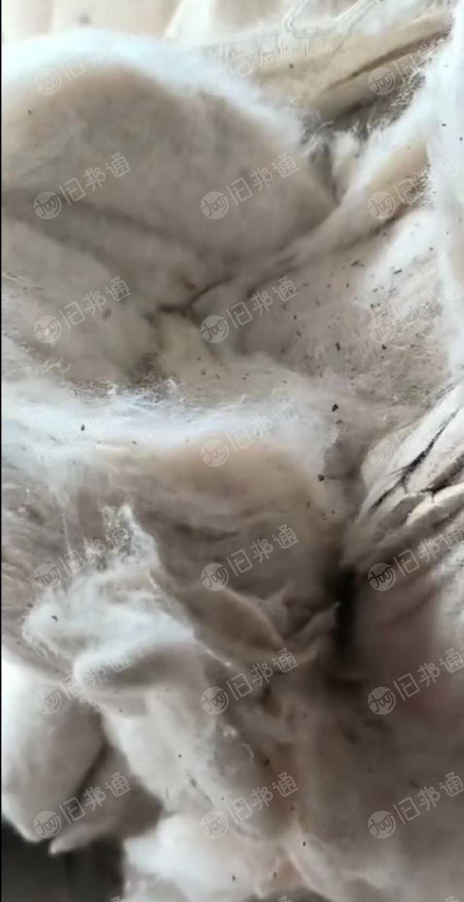 纯棉扫地花,落地棉,鱼籽棉,长期有货