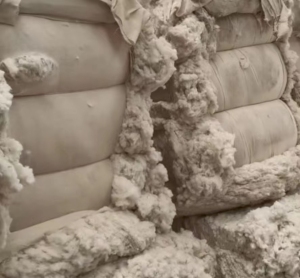 纯棉精纺车肚，纯棉新疆车肚,大量出售