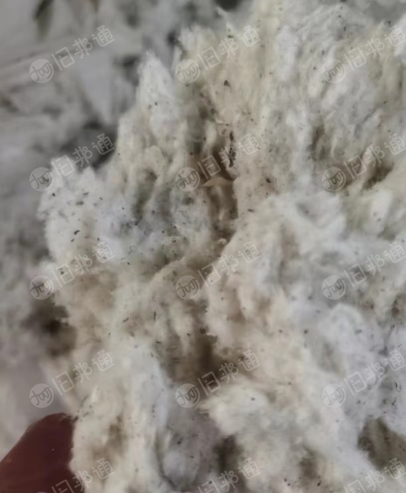 纯棉精纺车肚,纯棉新疆车肚,大量出售