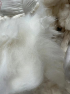 纯棉风箱花纤维25左右两个大板出售