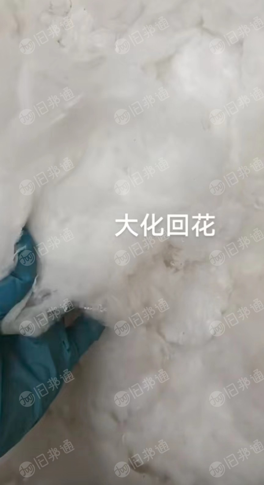 大化回花,大化棉,大量出售