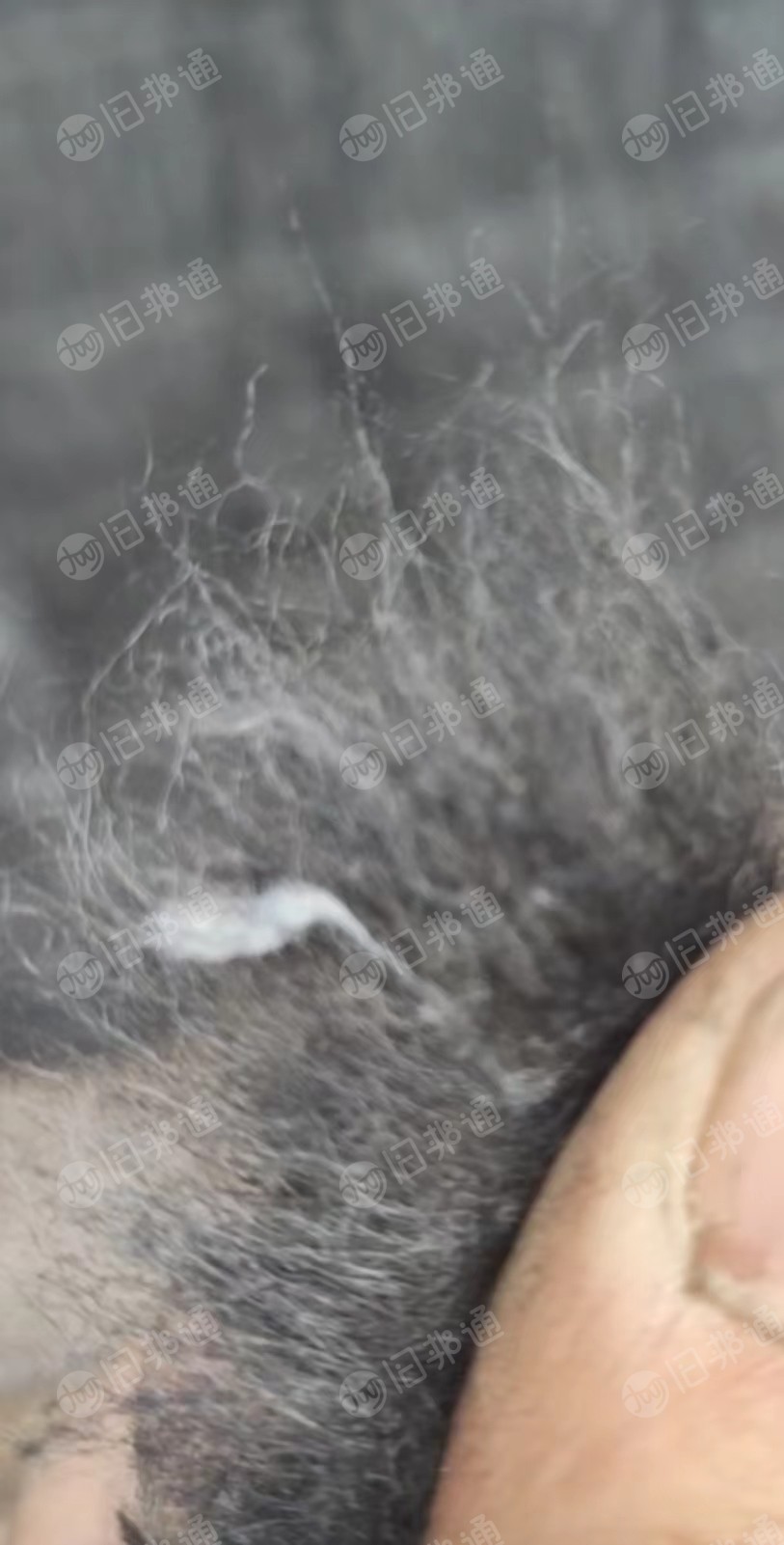 黑色再生棉,开花棉,绒长,线头少,大量出售
