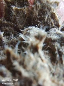 长纤维牛皮纸浆长期供应