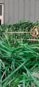聚酯打包带废料，大量回收，现金交易
