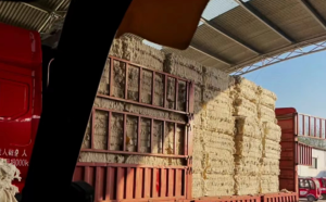 纯棉气流纺车肚长期大量出售