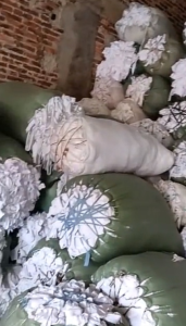 白TC开花料黄棉条大量出售