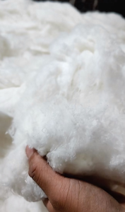 开花棉适合土工布，针刺，毛毯等，长期供应！