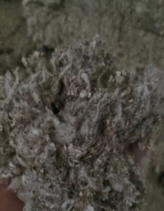 全棉车肚，破籽长期回收