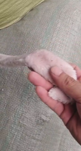 氨纶涤棉料，黑色墨绿单面绒，大量出售