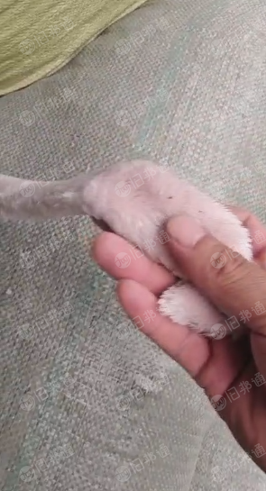 氨纶涤棉料,黑色墨绿单面绒,大量出售