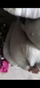 涤纶造粒料，仓库50几吨