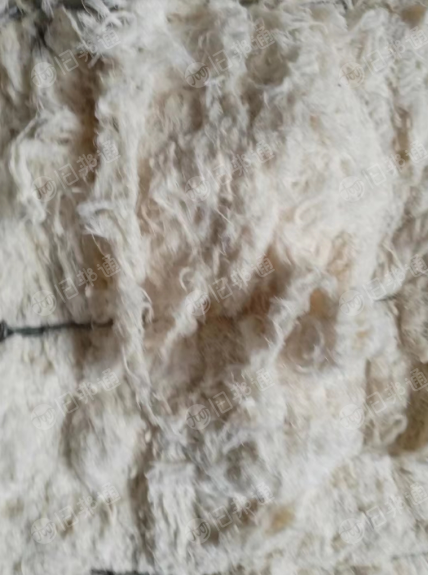 精纺全棉布边纱40s出售