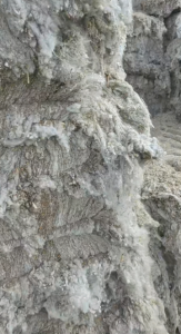 不孕破籽棉长期大量出售