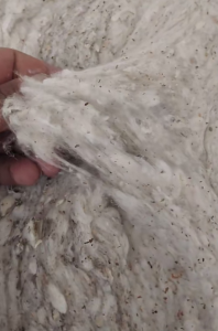 纯棉环锭纺破籽十多吨出售